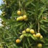 Indian Mango Season Pass - Image 2