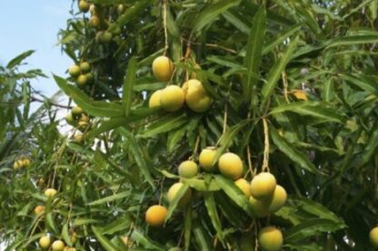 Indian Mango Season Pass - Image 2