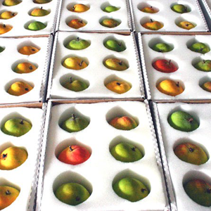 ALPHONSO FAMILY OF MANGOES