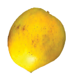 Payri-Mango