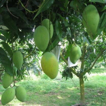 Banganpalli Mango Season Pass - Image 3